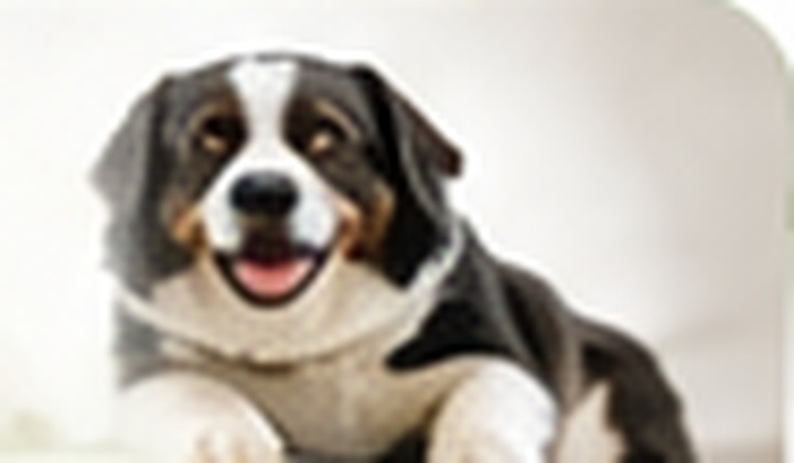 Guardería canina