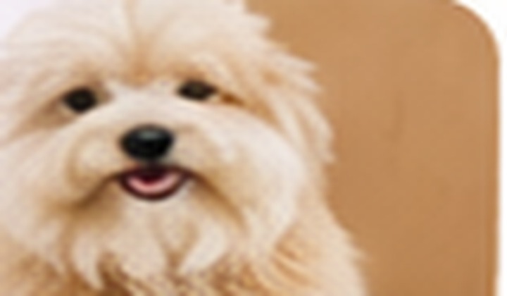 Peluquería canina