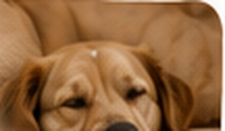 Hotel canino